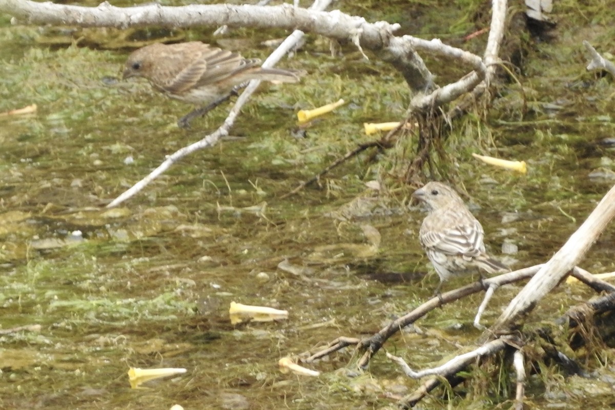 House Finch - ML115654351