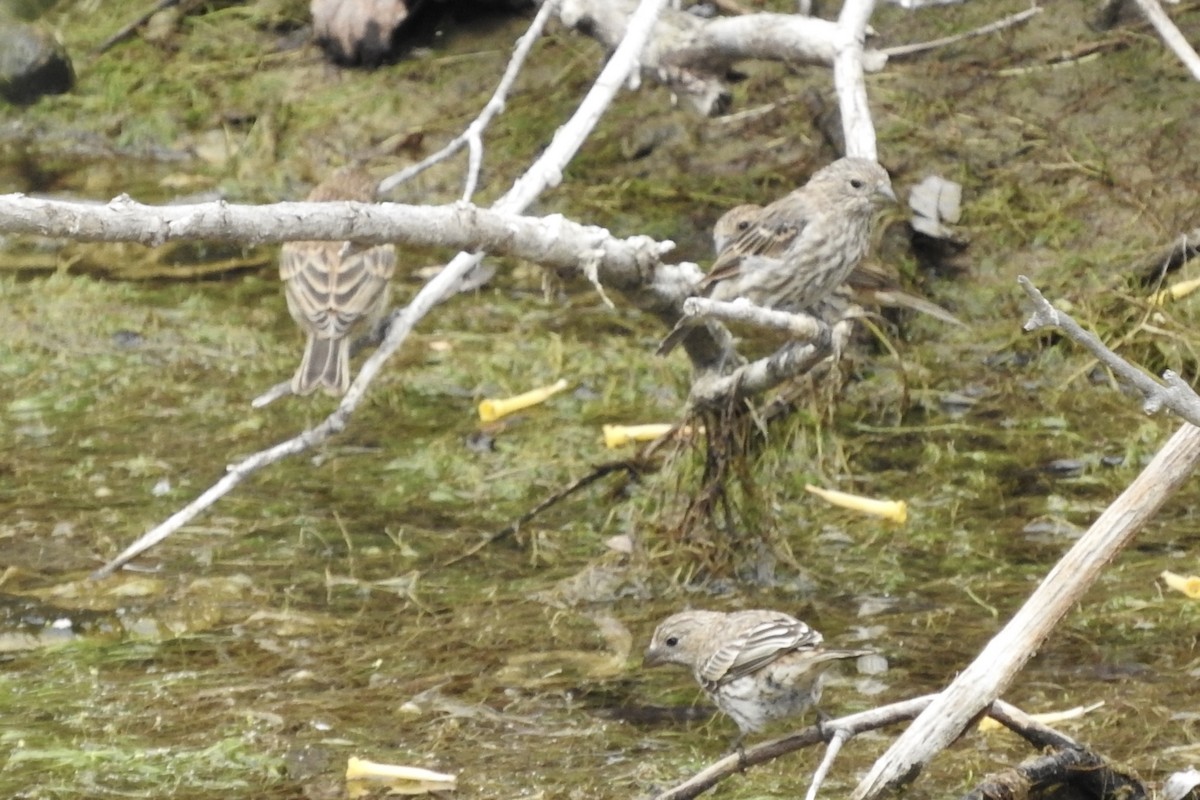 House Finch - ML115654361