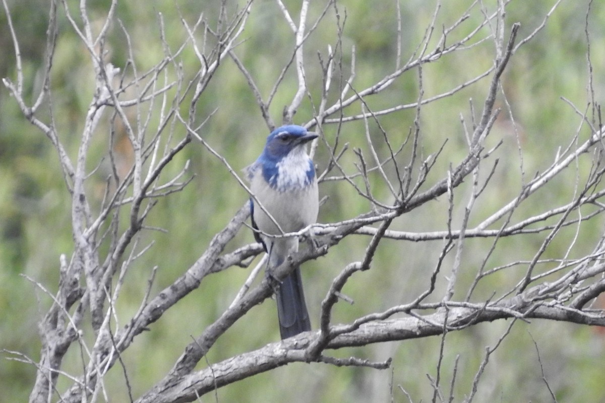 California Scrub-Jay - ML115654401