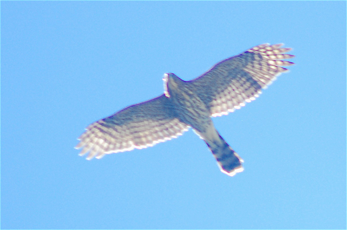 Cooper's Hawk - ML115654781