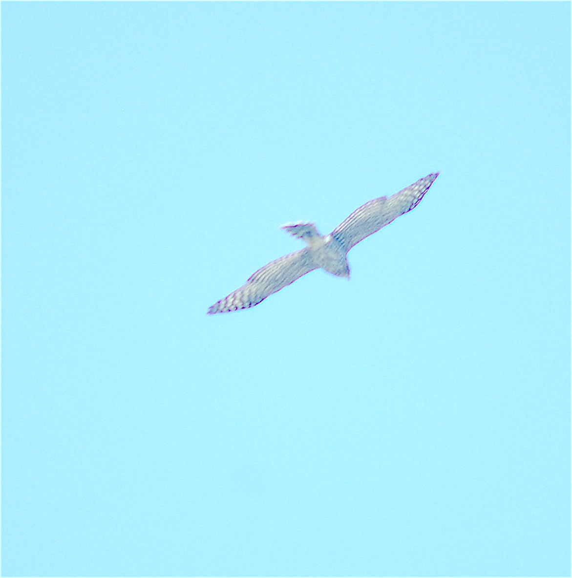 Cooper's Hawk - ML115654811