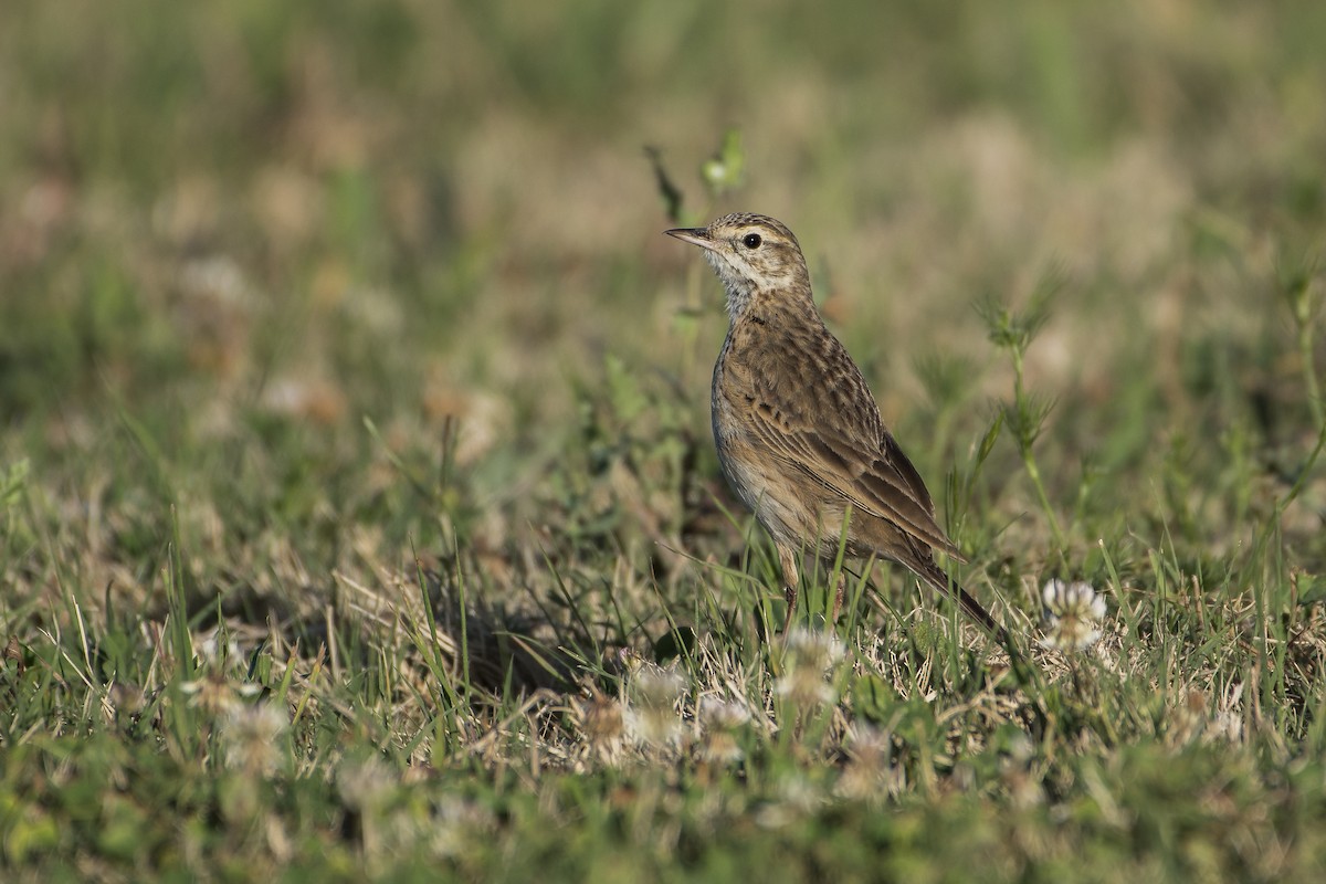 Pipit d'Australie - ML115655521