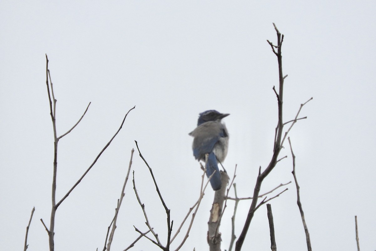 California Scrub-Jay - ML115656211