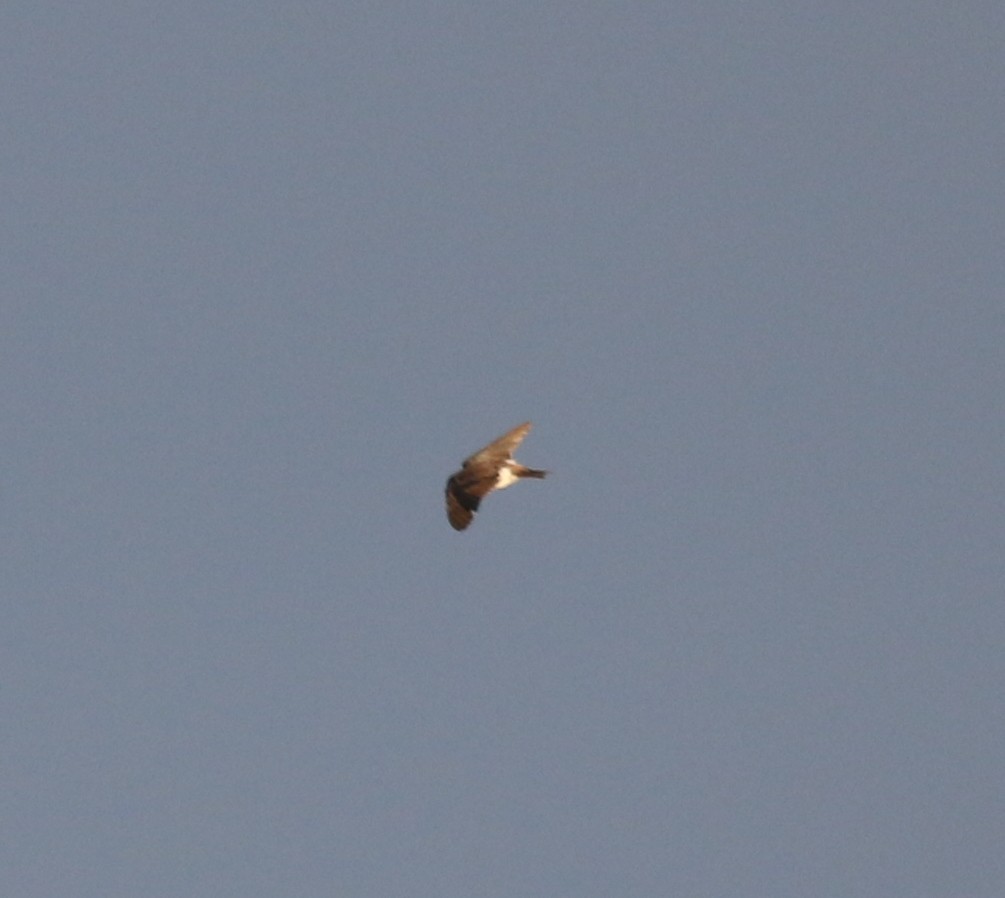 Golondrina Bicolor - ML115656271