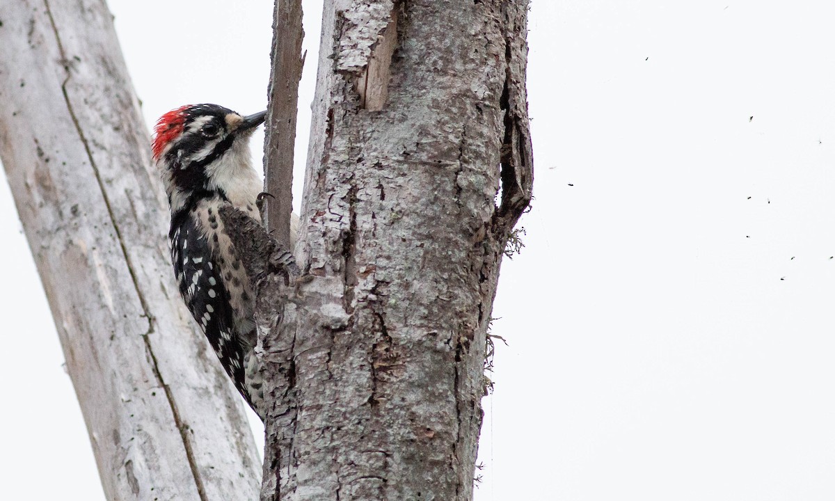 Nuttall's Woodpecker - ML115659691