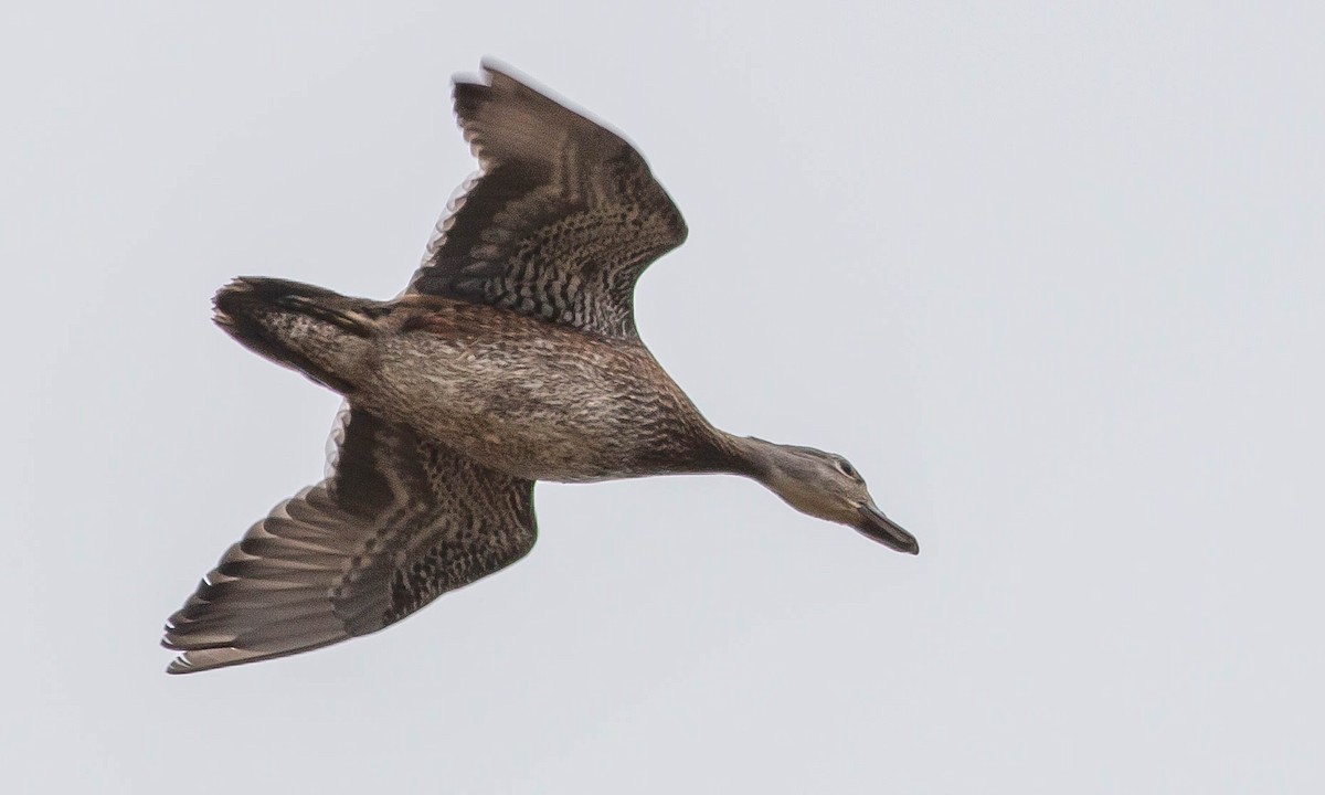 Wood Duck - ML115659921