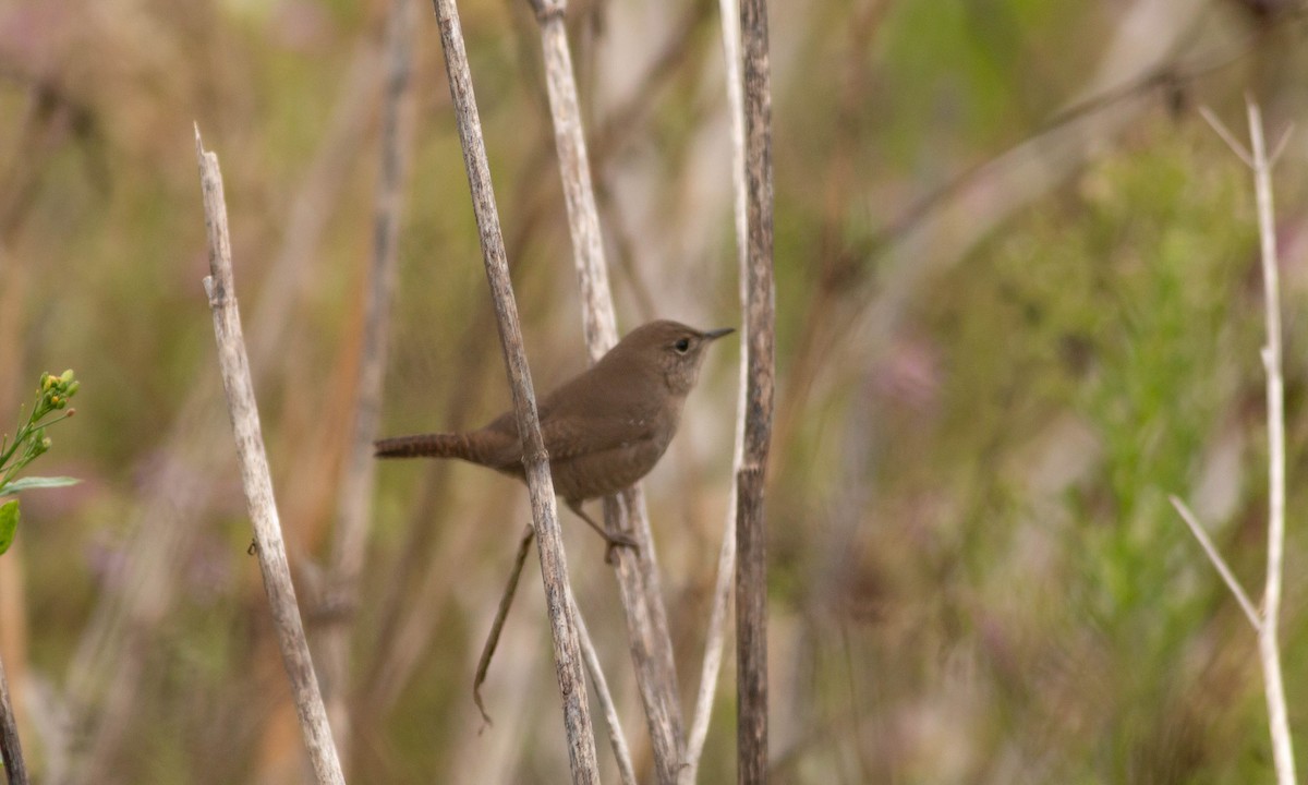 House Wren (Northern) - Paul Fenwick