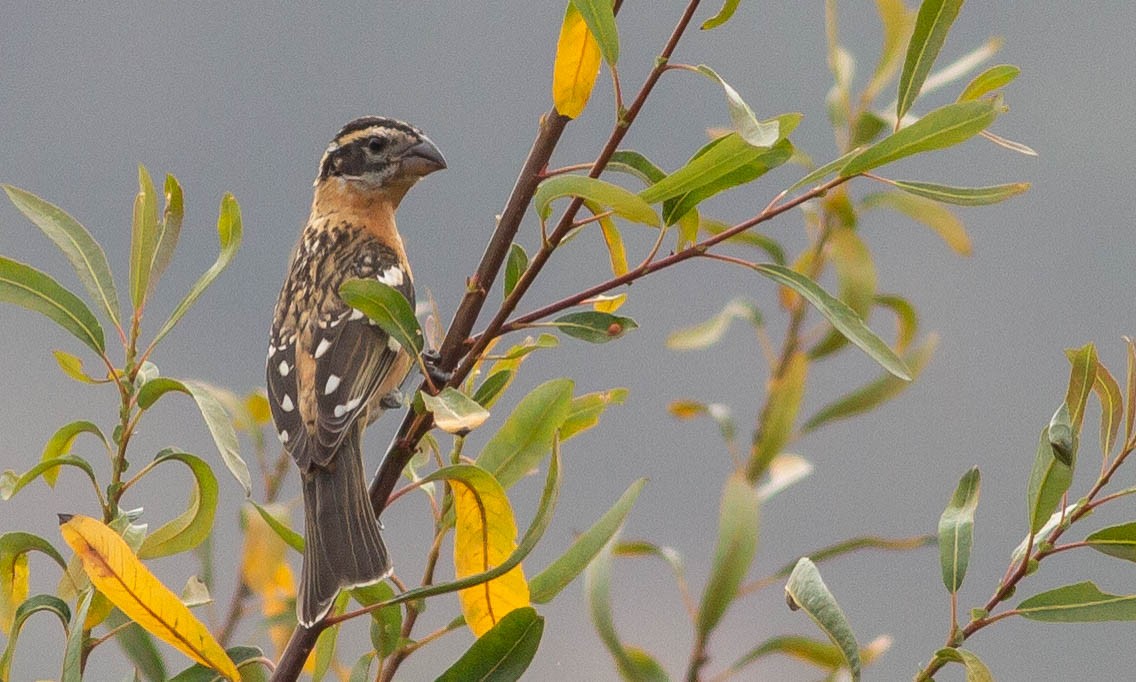 Cardinal à tête noire - ML115660351