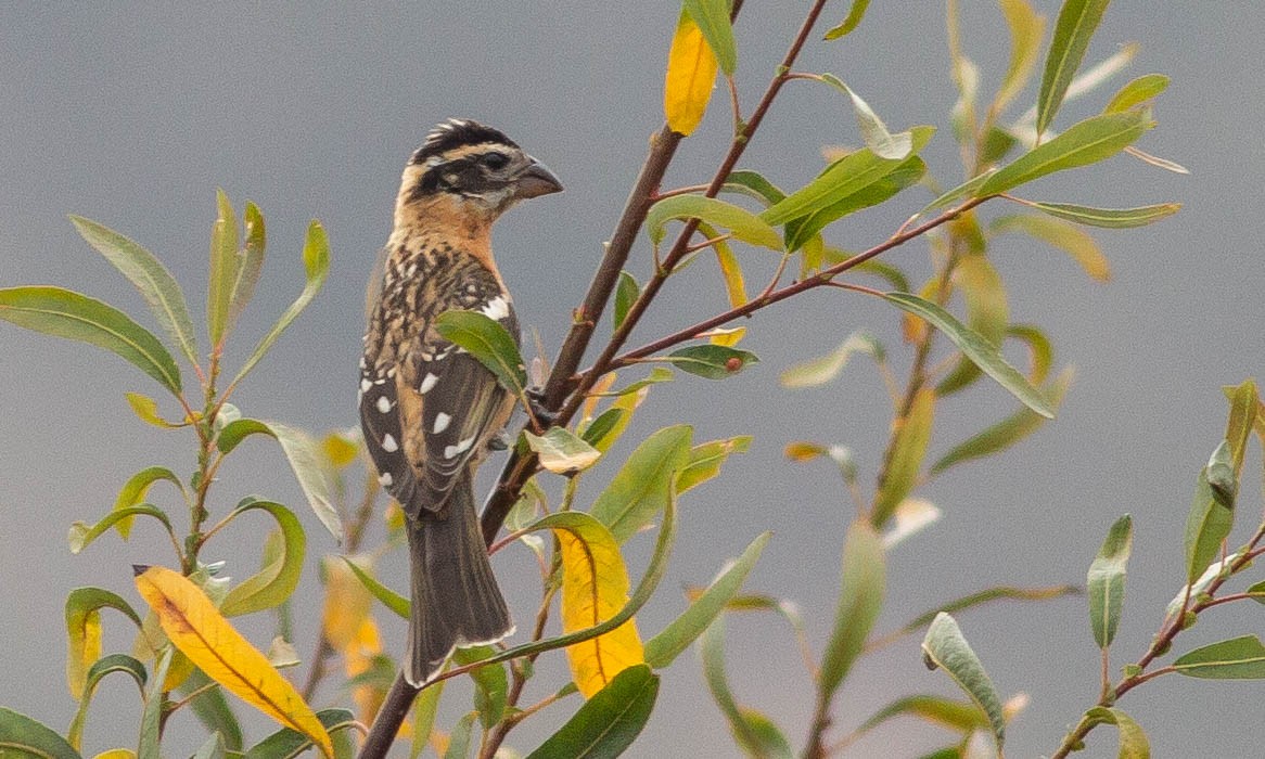 Black-headed Grosbeak - ML115660361