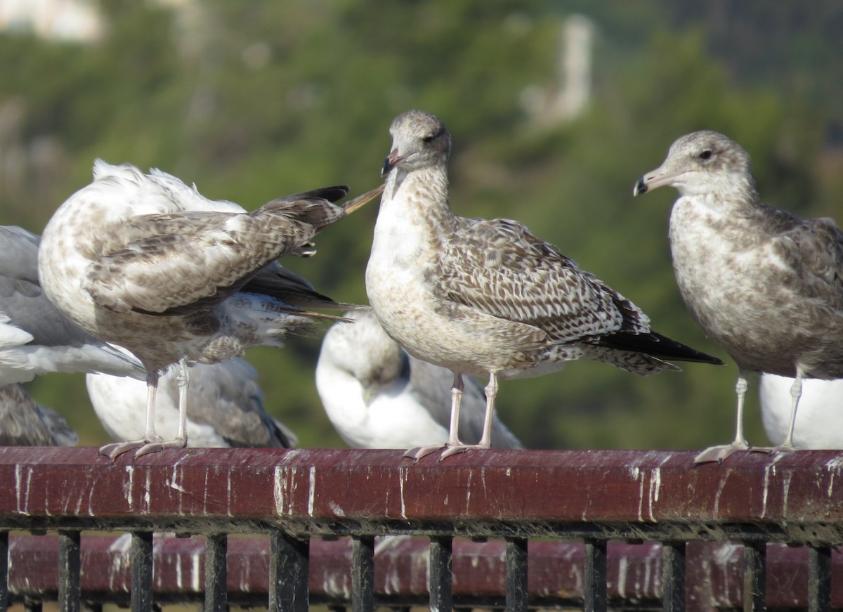 Gaviota Californiana - ML115661061