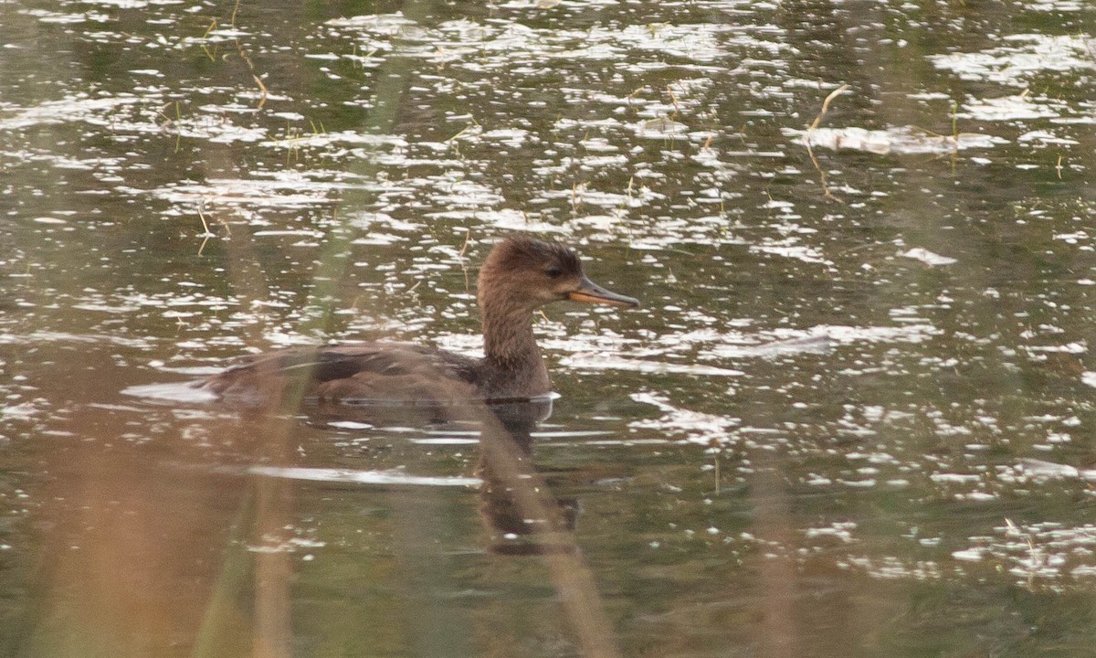 Hooded Merganser - ML115661221