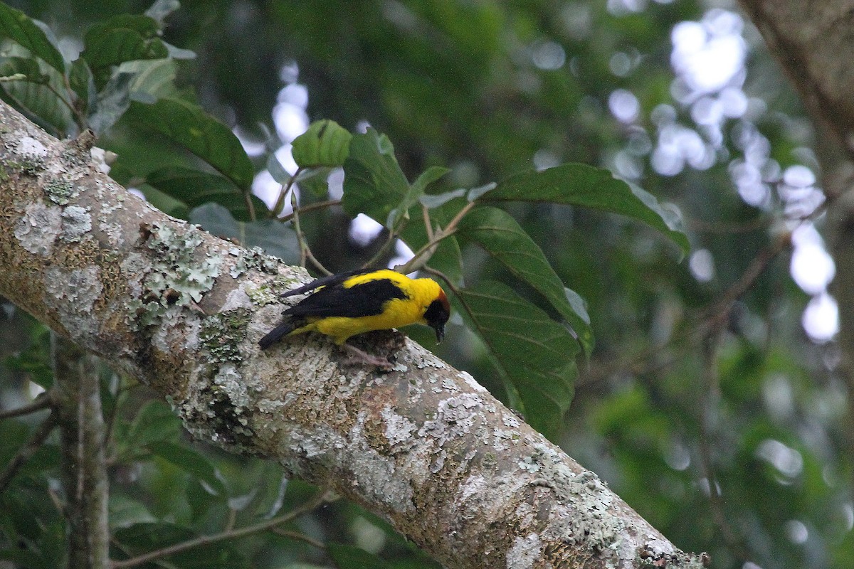 Brown-capped Weaver - ML115661311