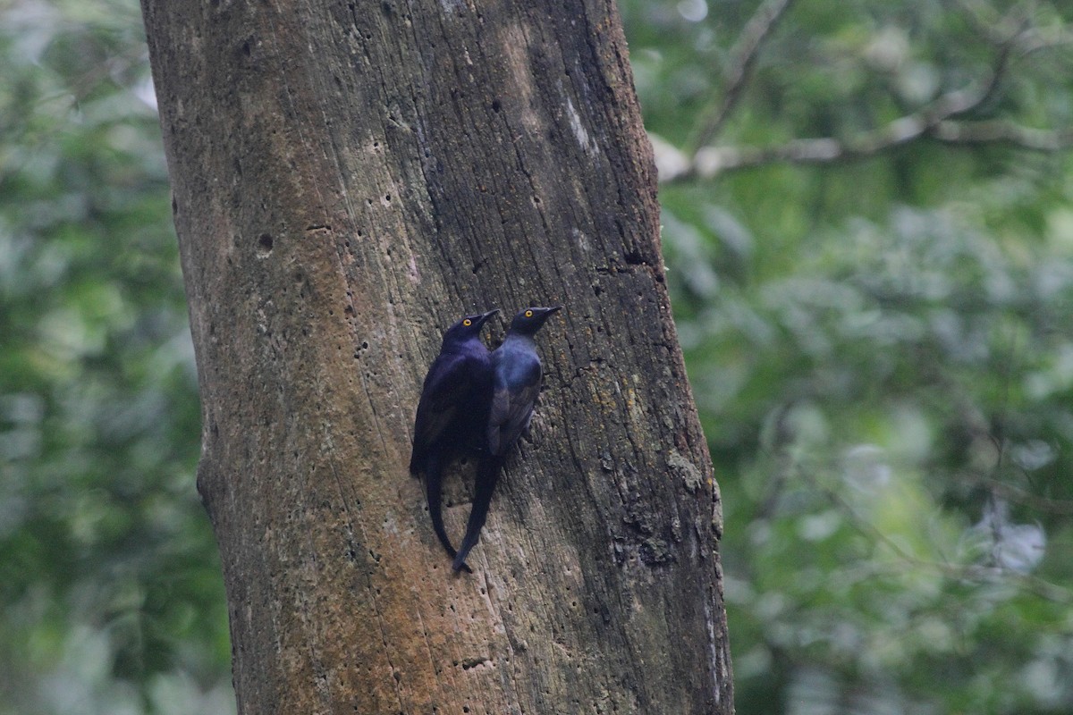 Narrow-tailed Starling - ML115661721