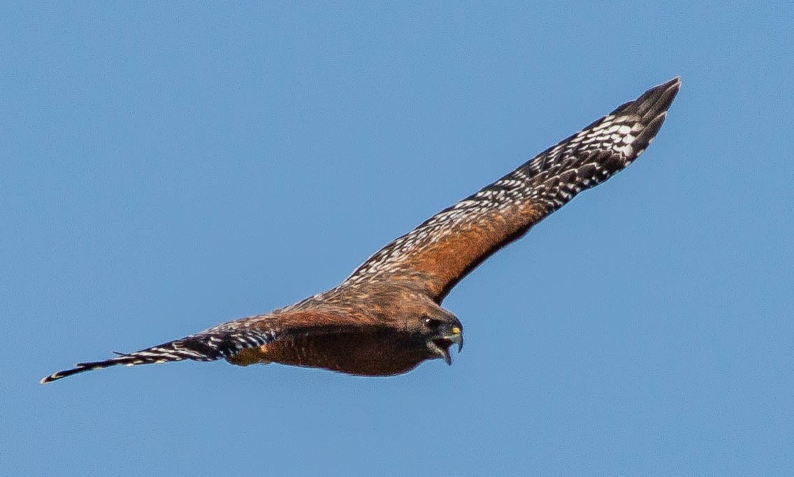 Red-shouldered Hawk (elegans) - ML115661771