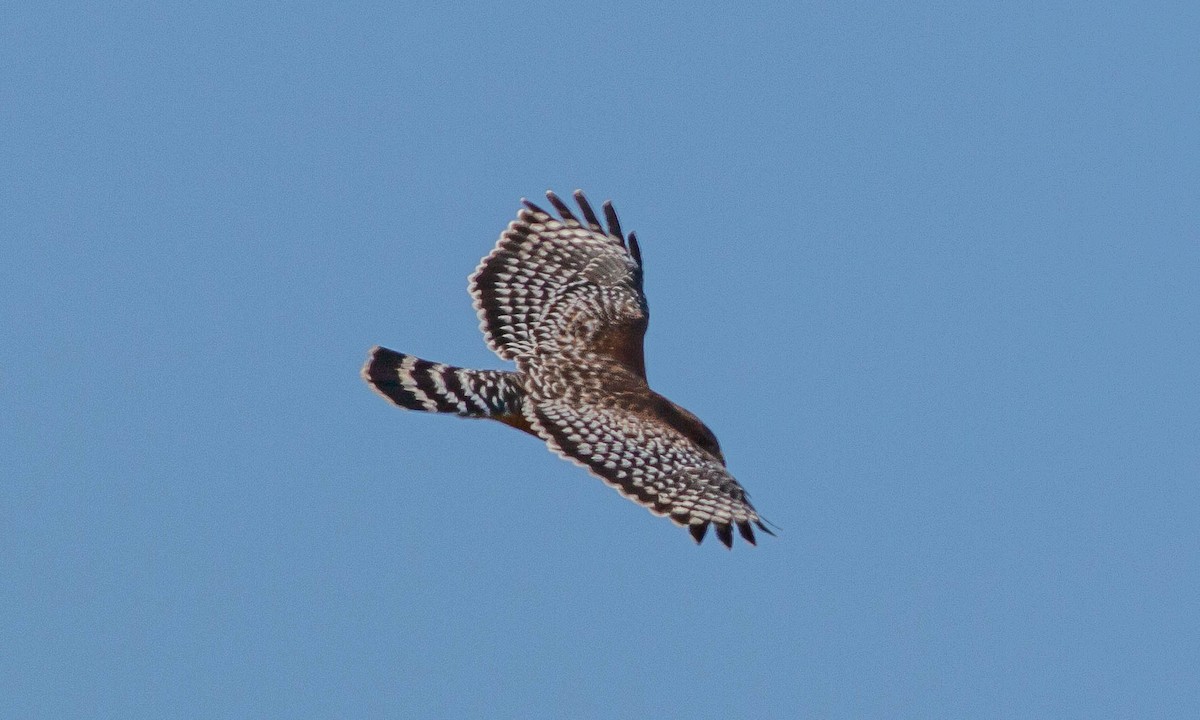 Red-shouldered Hawk (elegans) - ML115661781