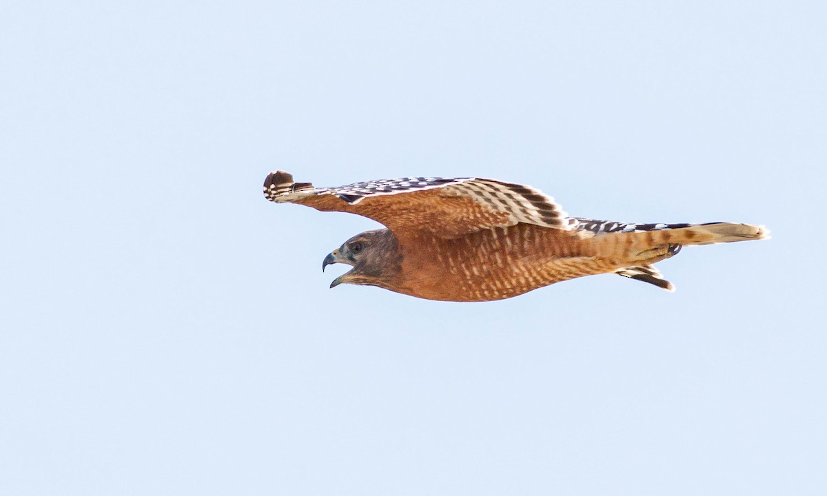 Red-shouldered Hawk (elegans) - Paul Fenwick