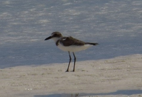 Greater Sand-Plover - ML115662011