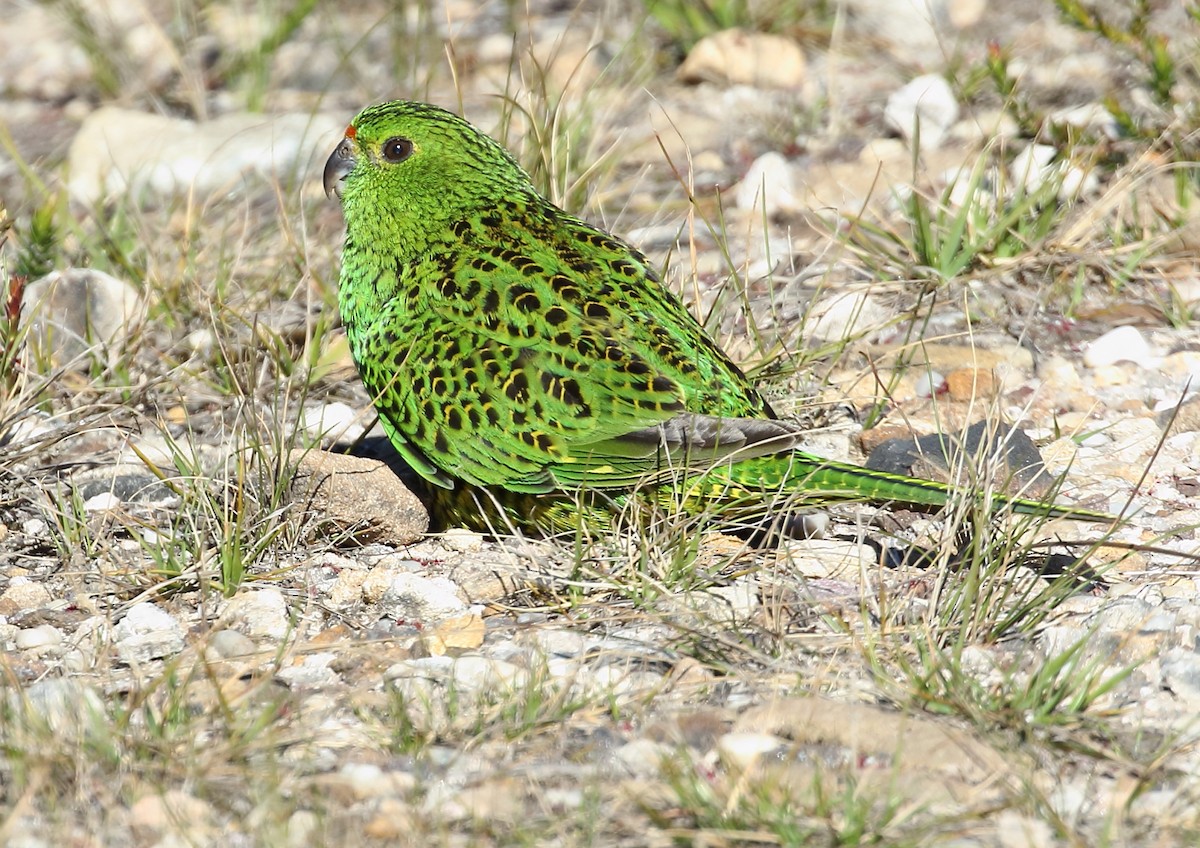 Ground Parrot - ML115662421