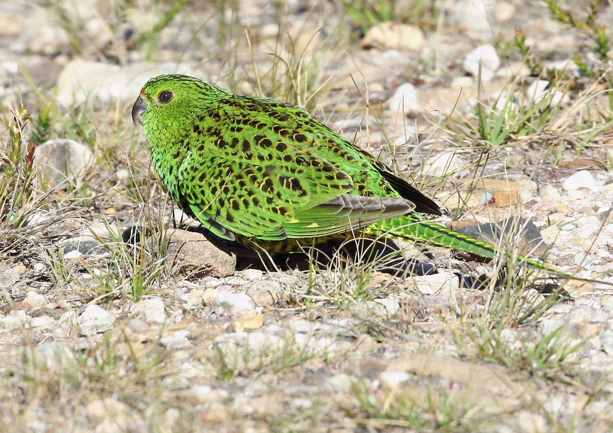 Ground Parrot - ML115662431