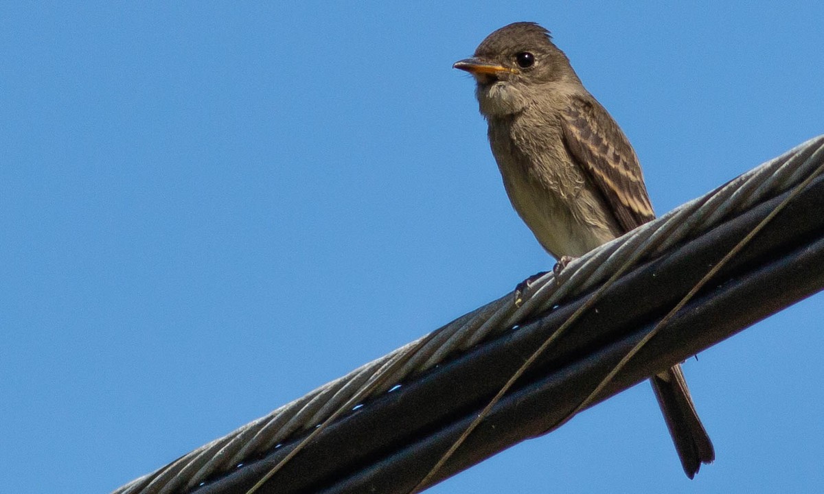 Western Wood-Pewee - ML115662811