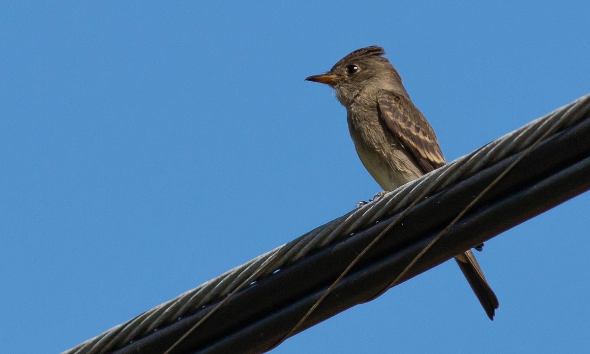 Western Wood-Pewee - ML115662821