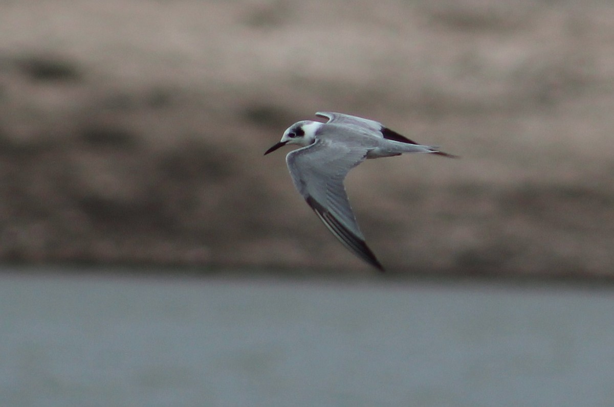 Black Tern - Tommy DeBardeleben