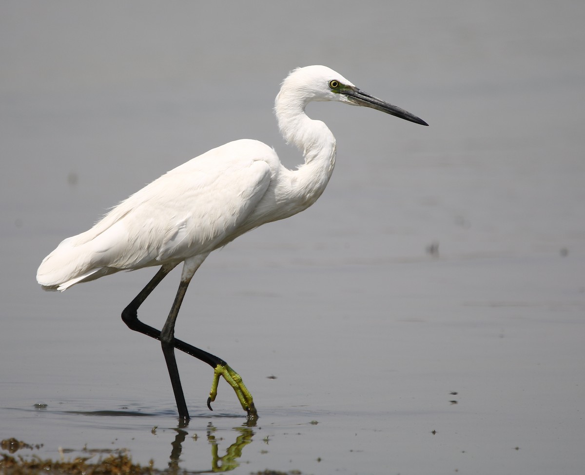 Little Egret - ML115664001