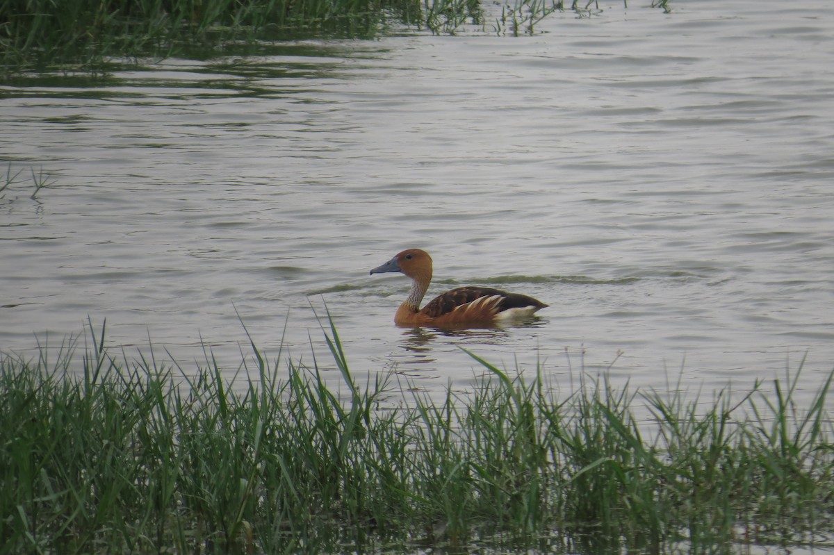 Fulvous Whistling-Duck - Anonymous