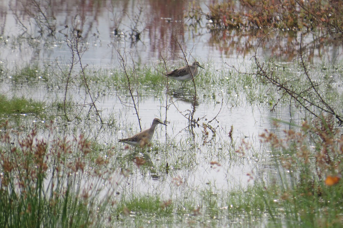 Wood Sandpiper - Anonymous