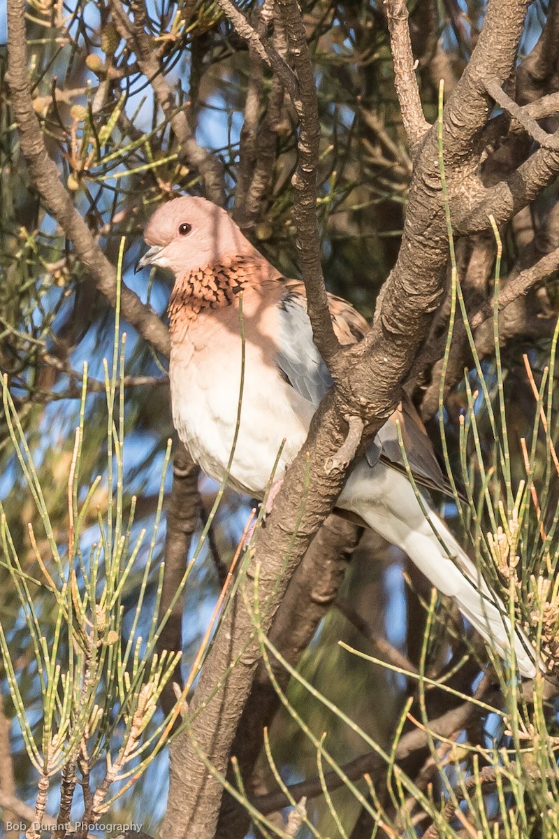 Laughing Dove - ML115666471
