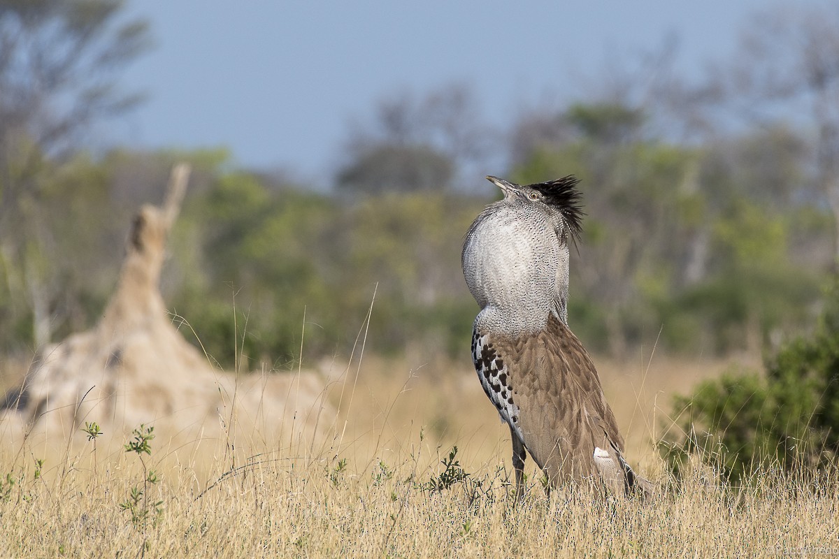 Kori Bustard - ML115666591