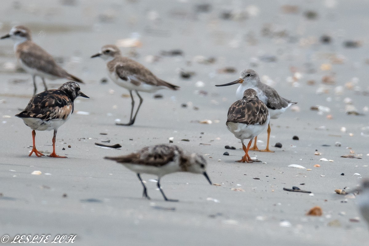 Sanderling - ML115667181