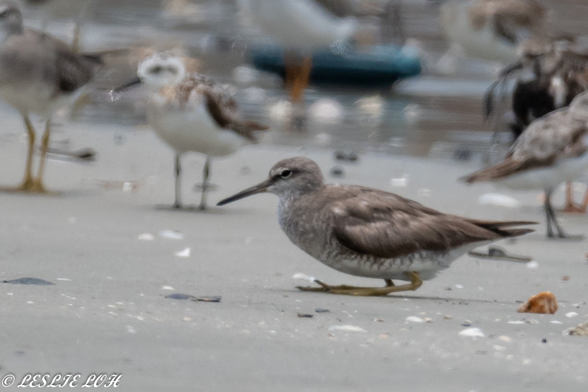 Gray-tailed Tattler - ML115667191