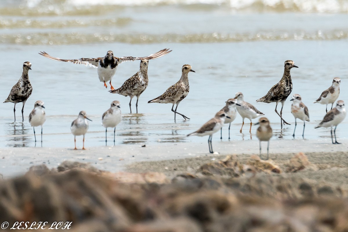 Pacific Golden-Plover - ML115667201