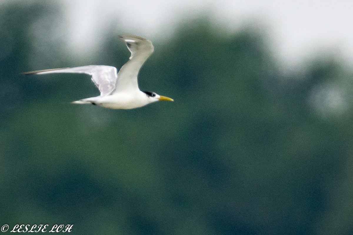 Great Crested Tern - ML115667221