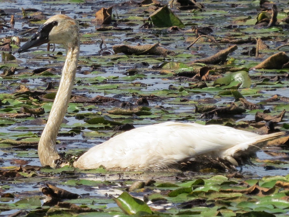 Trumpeter Swan - ML115667881