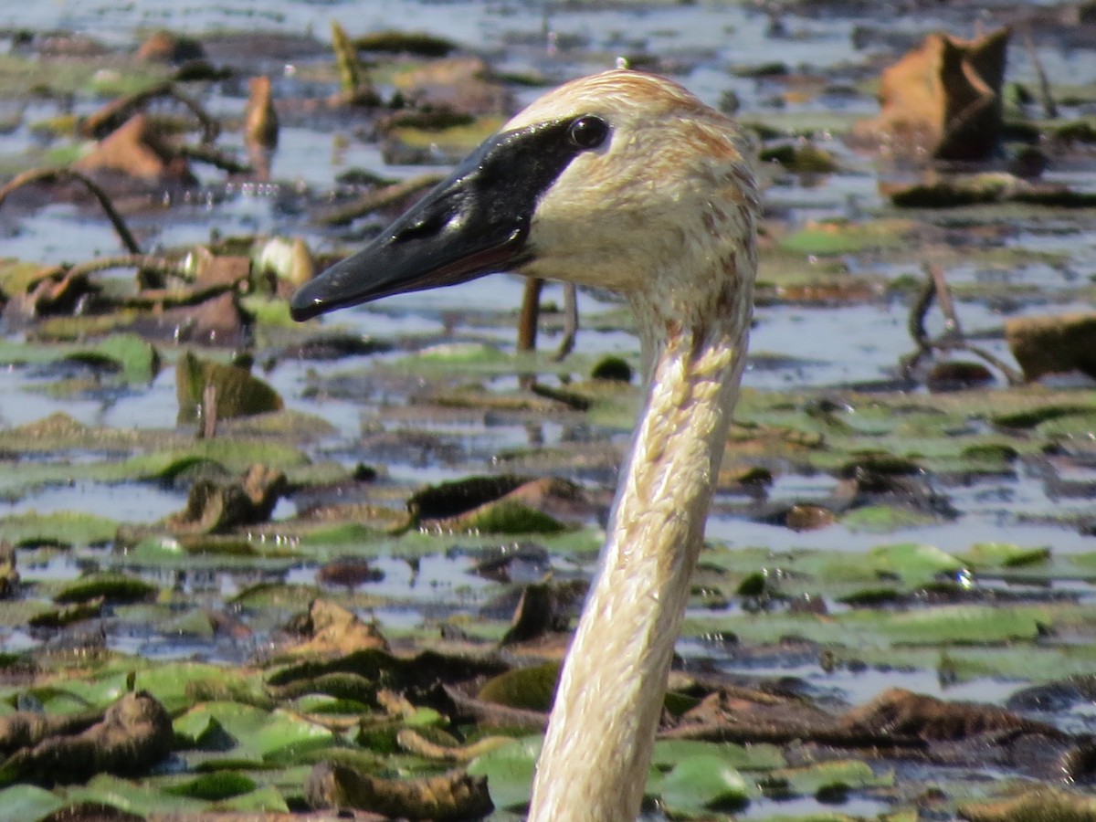 Trumpeter Swan - ML115667901
