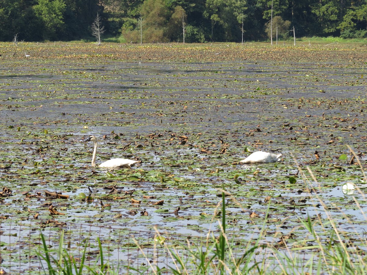 Trumpeter Swan - ML115667911
