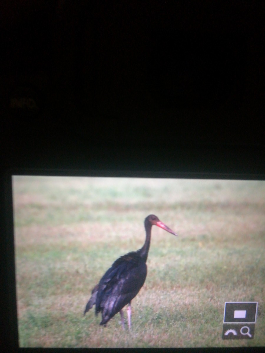 White Stork - ML115668371