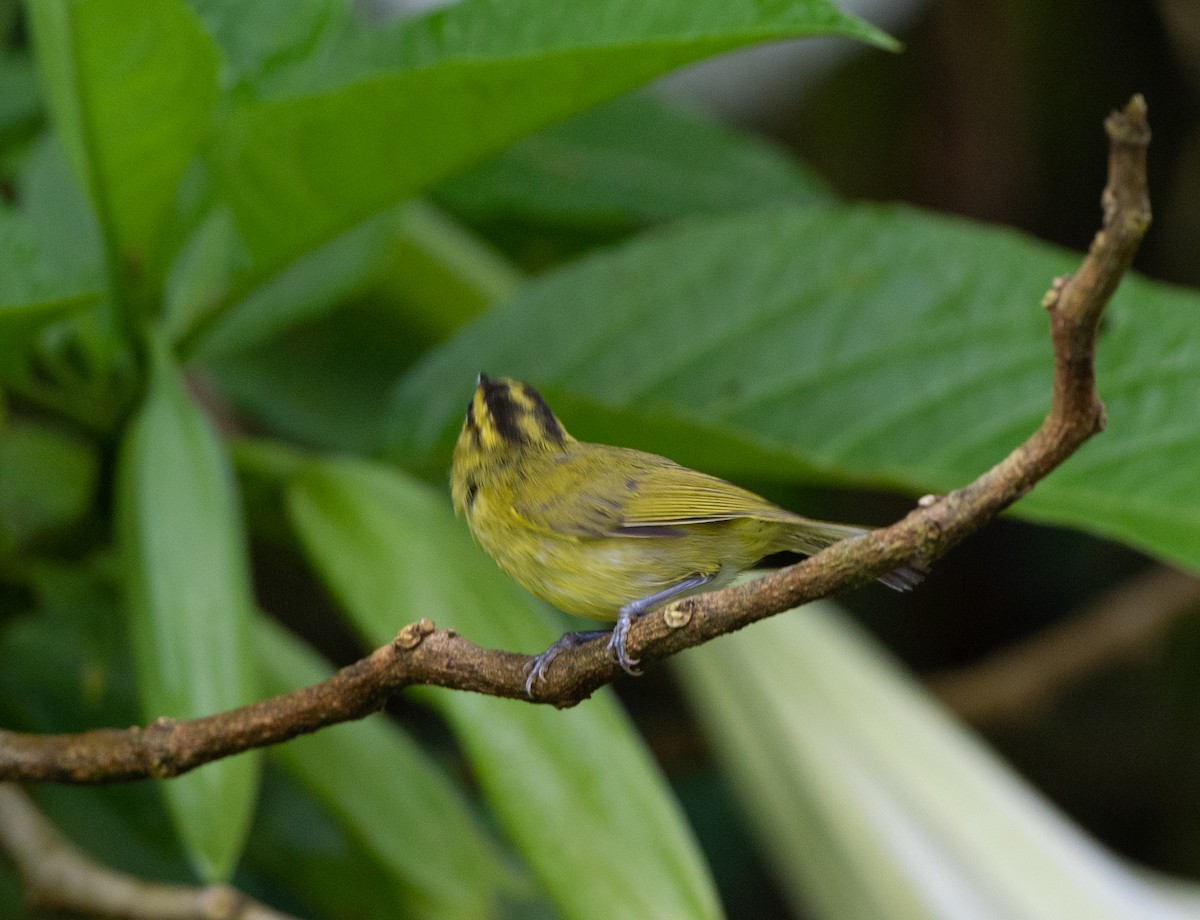 Mountain Leaf Warbler - ML115668391