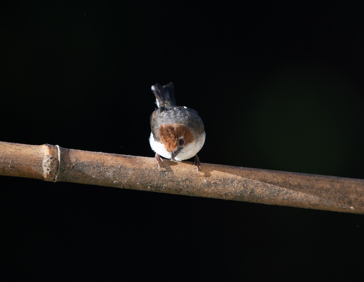 Chestnut-crested Yuhina - ML115668611