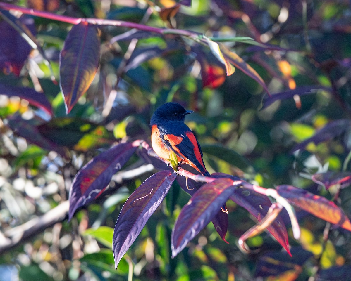 Minivet mandarin - ML115668721