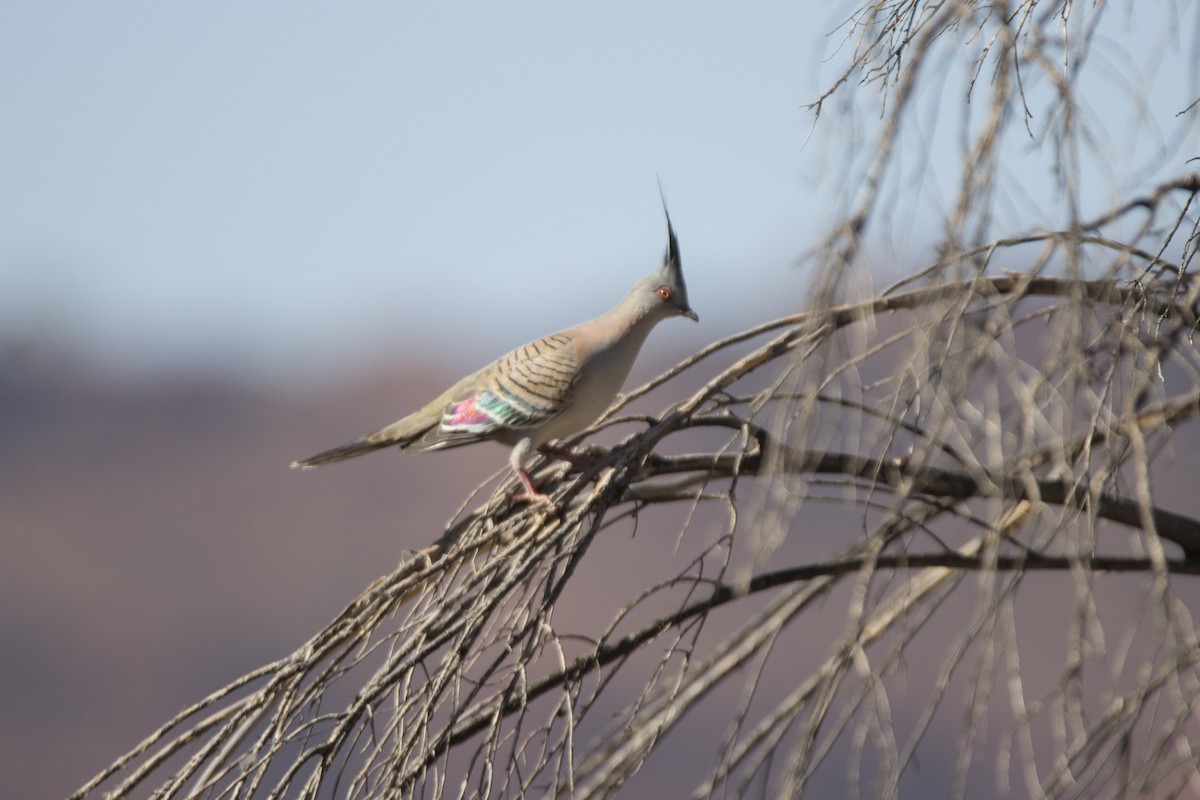 Crested Pigeon - ML115668931