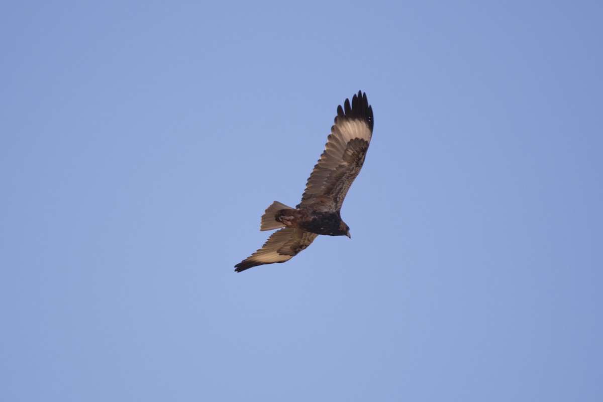 Black-breasted Kite - ML115668961