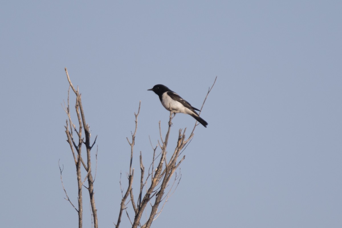 Hooded Robin - ML115668971