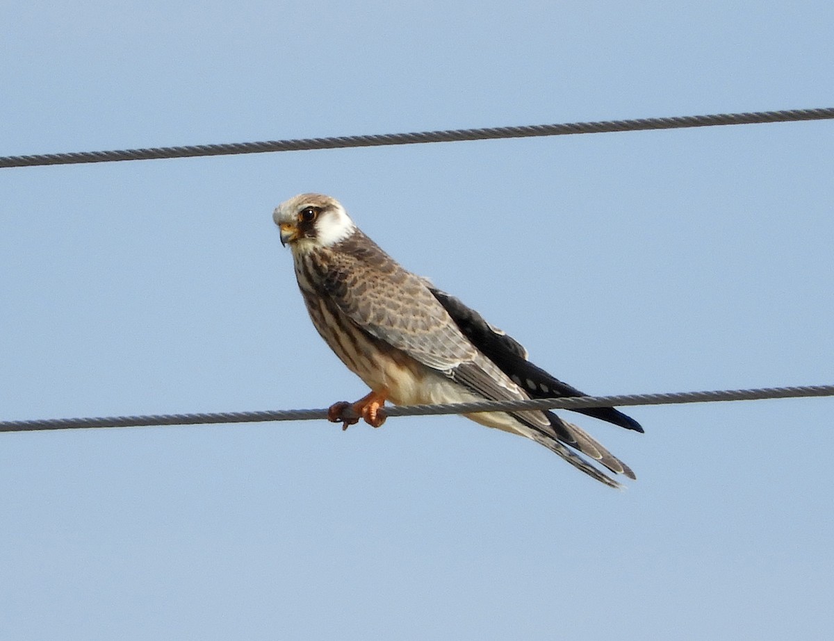 Red-footed Falcon - ML115673601