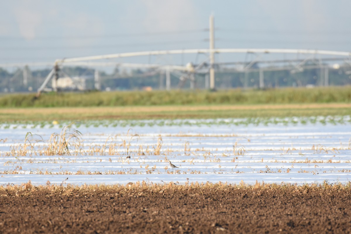 American Golden-Plover - Alberto Hernandez