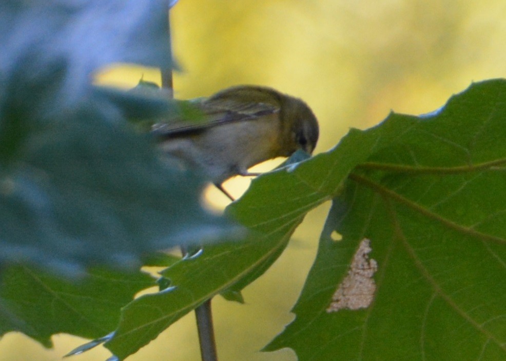 Tennessee Warbler - "Chia" Cory Chiappone ⚡️