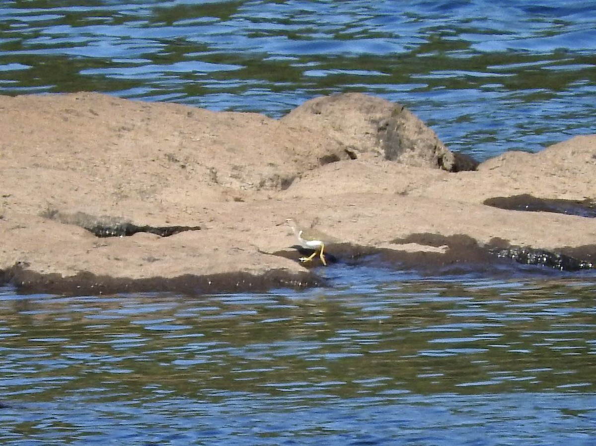 Spotted Sandpiper - Milton Hobbs