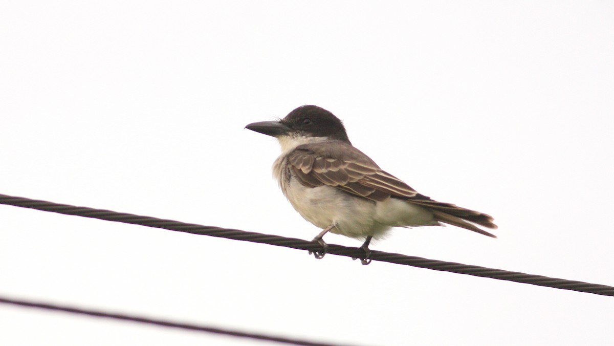 Giant Kingbird - ML115677341